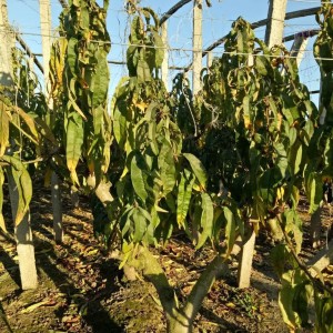 微生物肥料：土傳病害的克星