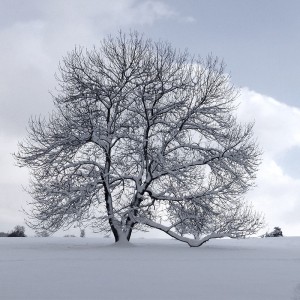 冰雪后樹木如何救護以及復壯的辦法