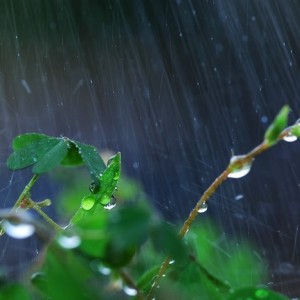 全國大范圍下雨，澇害爛根、死苗、漚根怎么辦？