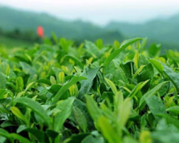 茶葉營養(yǎng)方案