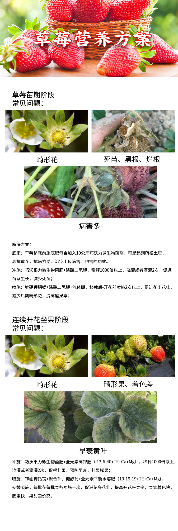 草莓營(yíng)養(yǎng)方案.jpg