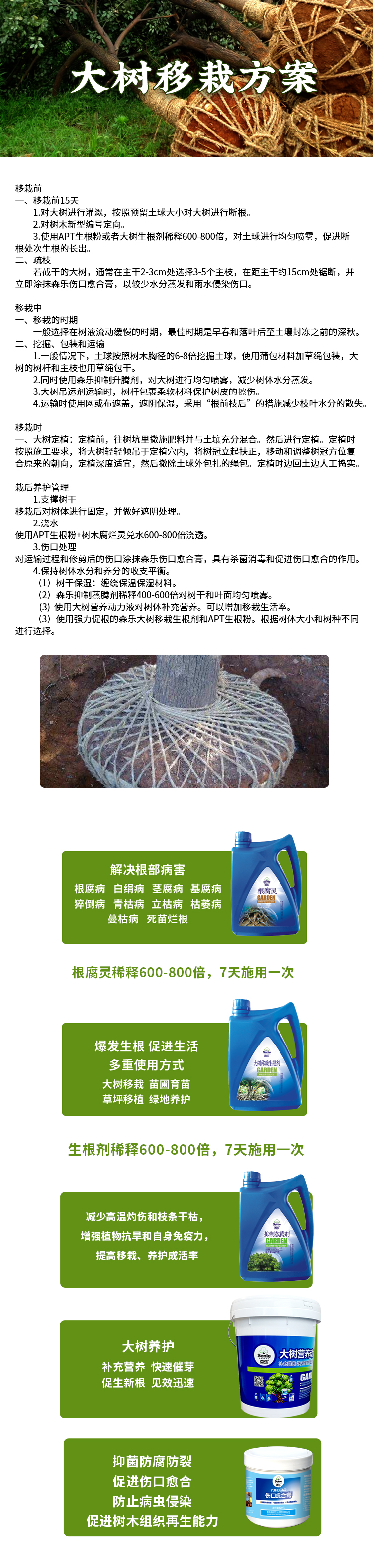 大樹移栽.jpg